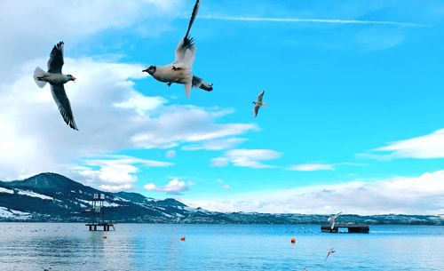 Seagulls flying over sea against sky