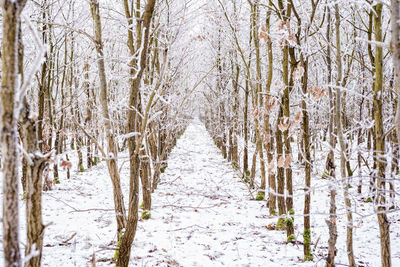 Snow covered trees in forest