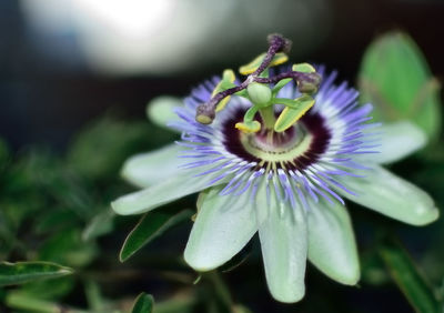 Close-up of purple flower