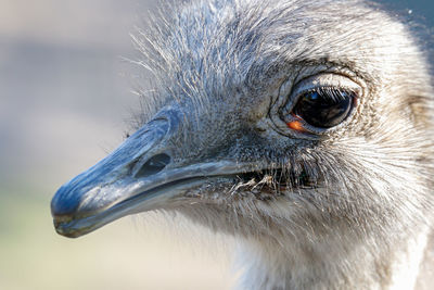 Close-up of a bird