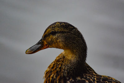 Close-up of a bird looking away