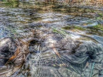 Reflection of trees in water