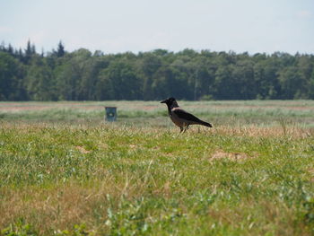 Bird on a field