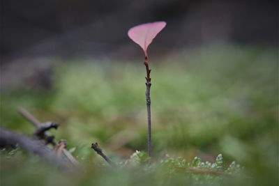 Close-up of plant against blurred background