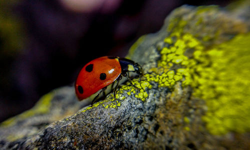 Close-up of ladybug on moss covered rock