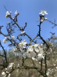 Low angle view of cherry blossoms against sky