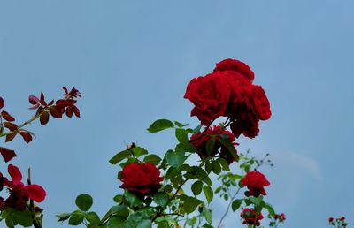 Low angle view of red rose against sky