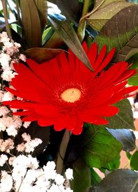 Close-up of red flower