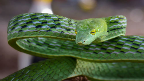 Close-up portrait of green snake