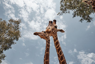 Low angle view of giraffe against sky