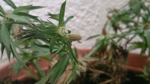 Close-up of plant growing outdoors