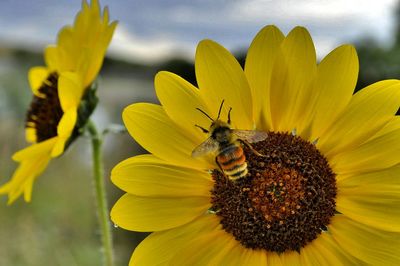 Detail shot of bee on flower