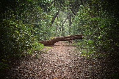 Plants in forest