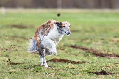 Horse running on field