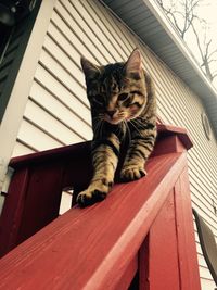 Close-up of cat sitting on wood