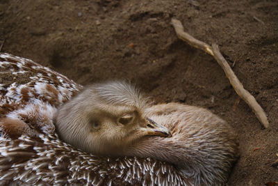 High angle view of bird on field