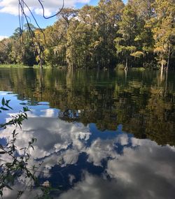 Reflection of trees in lake