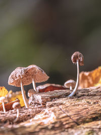 Close-up of mushroom growing on wood