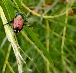 Close-up of ladybug on leaf