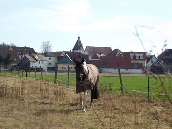 Full length of a horse standing on field against buildings