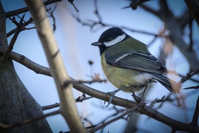 Low angle view of bird perching on branch