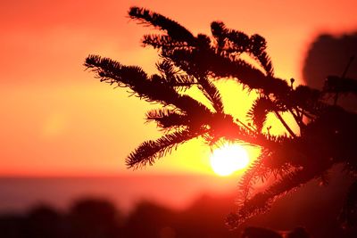 Close-up of silhouette tree against sky during sunset