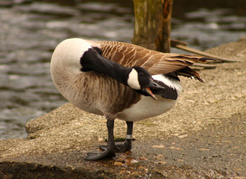 Close-up of mallard duck by lake