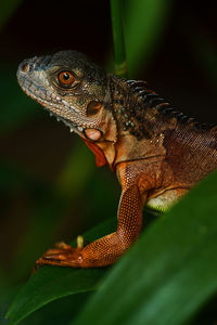 Close-up of lizard