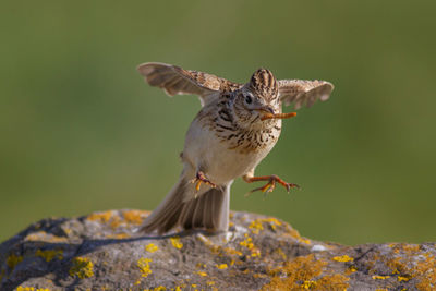 Close-up of bird perching