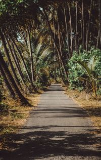 Walkway in park