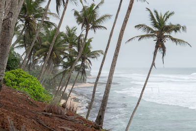 Palm trees by sea against sky