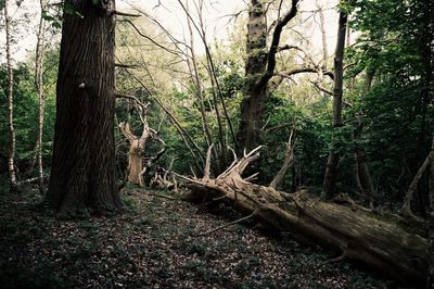 Trees in forest