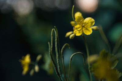 Close-up of yellow flowering plant