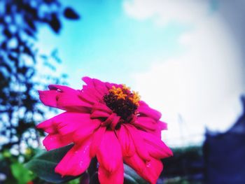 Close-up of pink flower