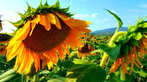 Close-up of sunflower