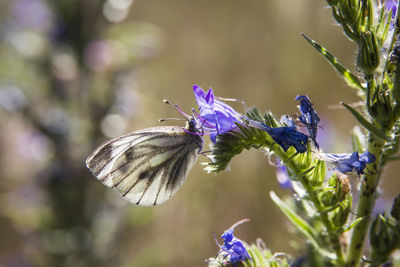 Close-up of butterfly pollinating on purple flower