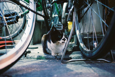 Close-up of cat sitting by bicycle