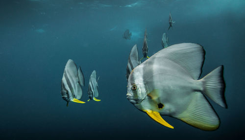 Fish swimming in sea