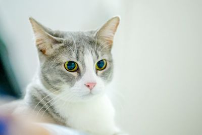 Close-up portrait of cat