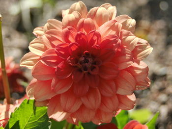 Close-up of red dahlia blooming outdoors