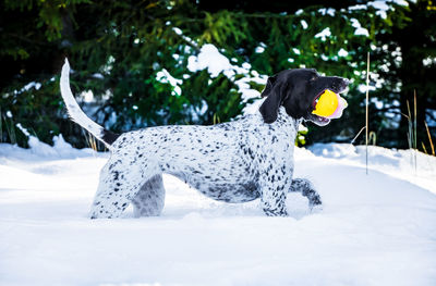 View of a dog on snow covered land