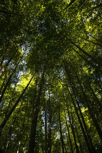 Low angle view of bamboo trees in forest
