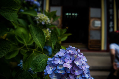 Close-up of hydrangea flowers