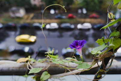 Close-up of purple morning glory flower plant in the city