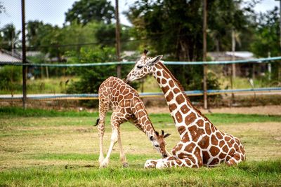 Giraffe in zoo