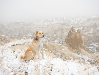 Dog standing on mountain in snow, overlooking turkey cappadocia goreme town