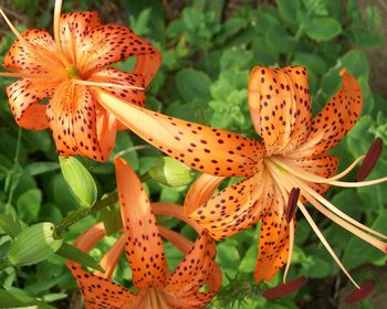 Close-up of tiger lilies blooming in lawn