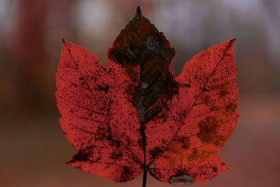 Close-up of autumn leaf