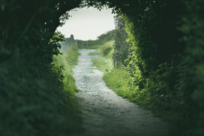 Narrow footpath along trees