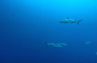 Fish swimming in sea